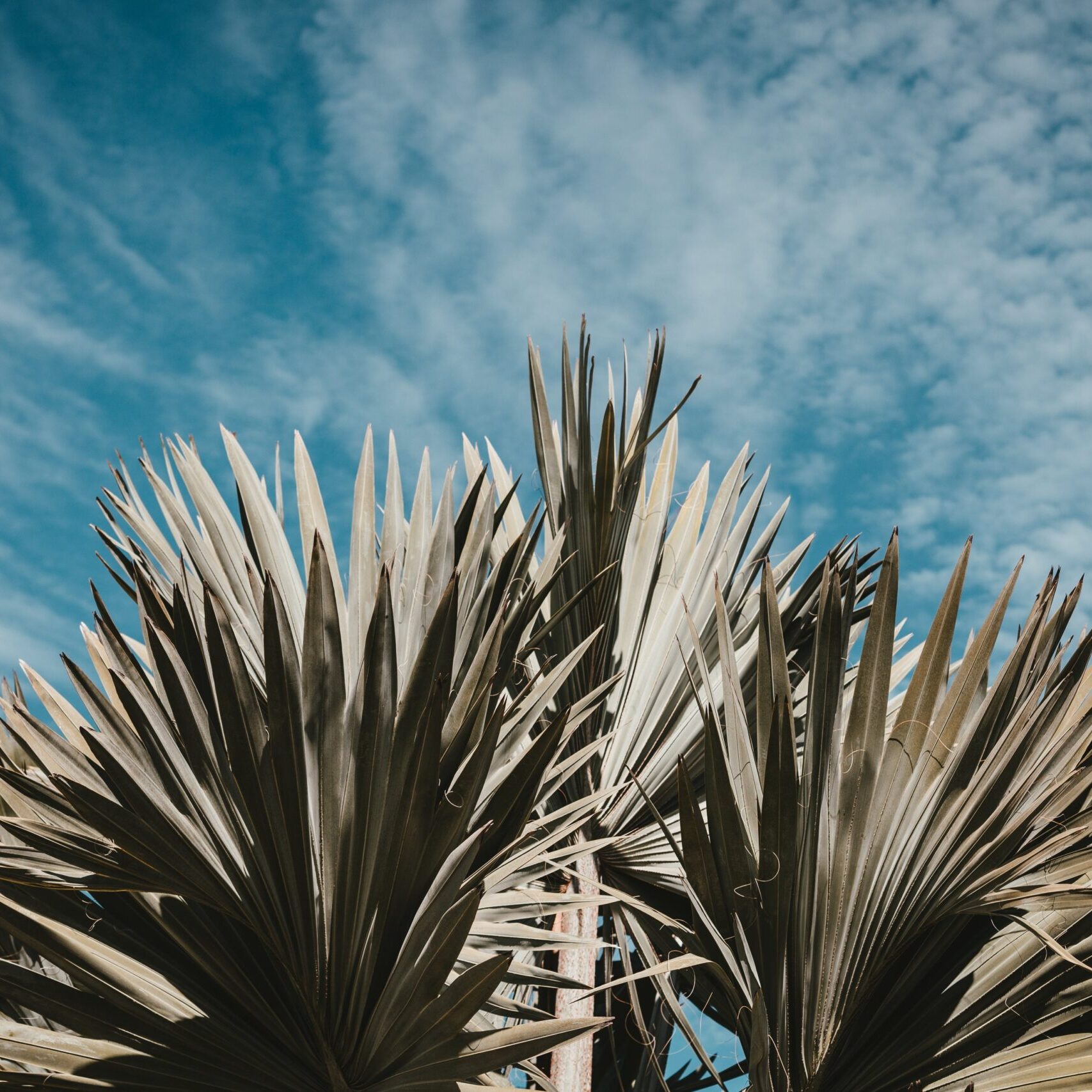 palm-tree-leaves-against-a-summery-blue-sky