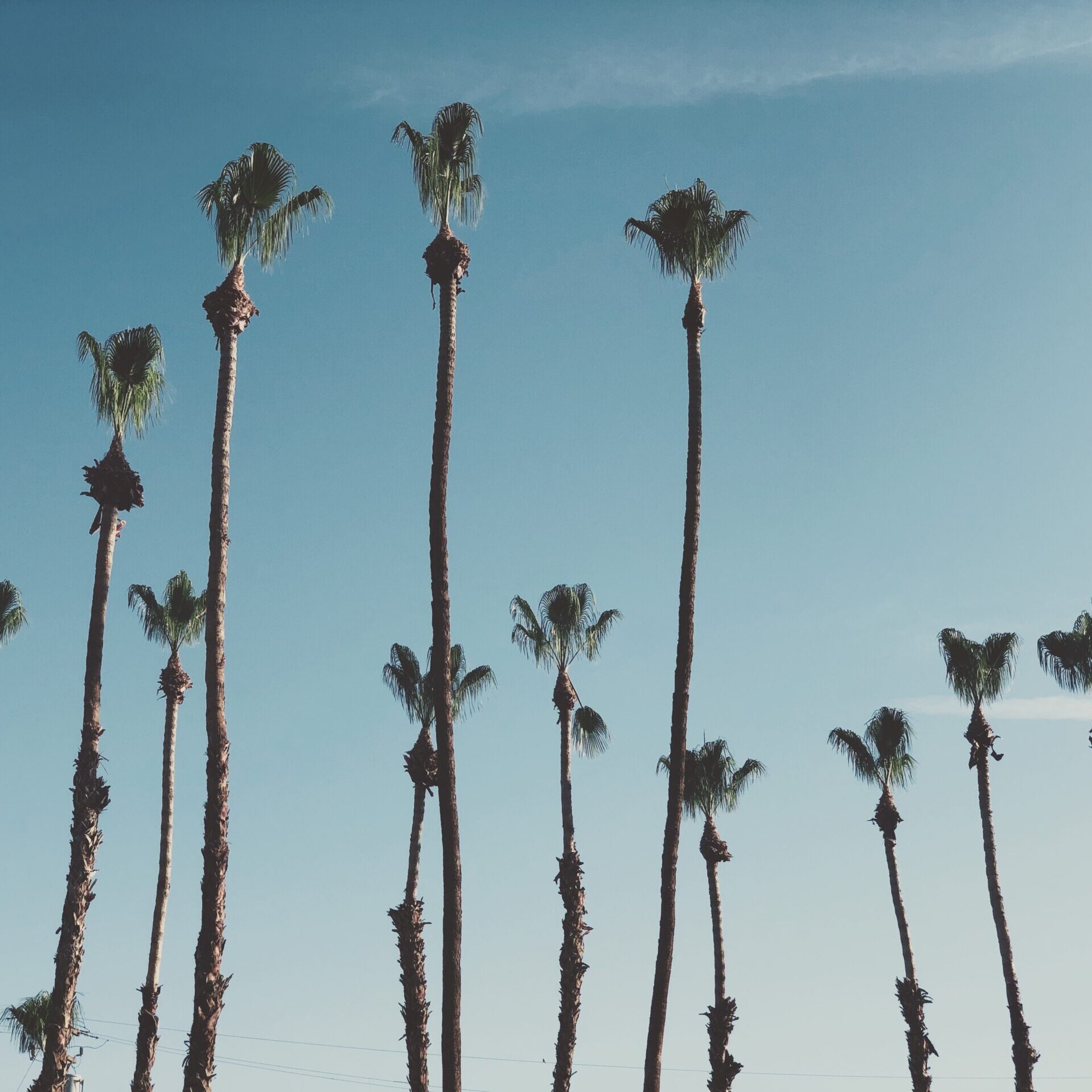 tall-palm-trees-in-the-sun
